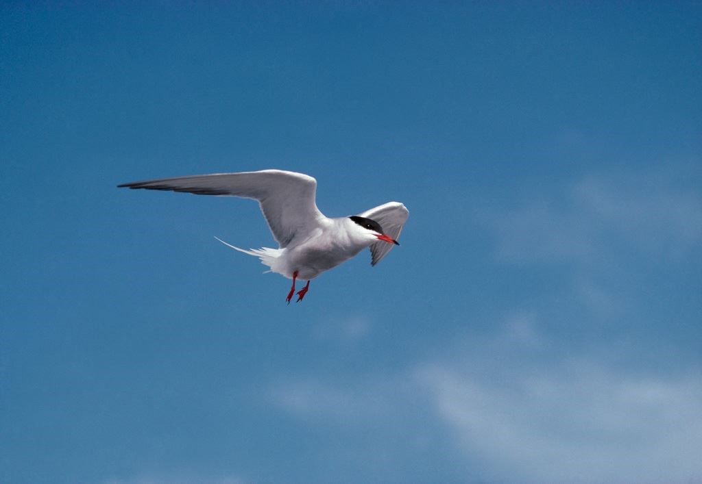 Common tern in flight against a blue sky with feet down. Picture Chris Gomersall (rspb-images.com).