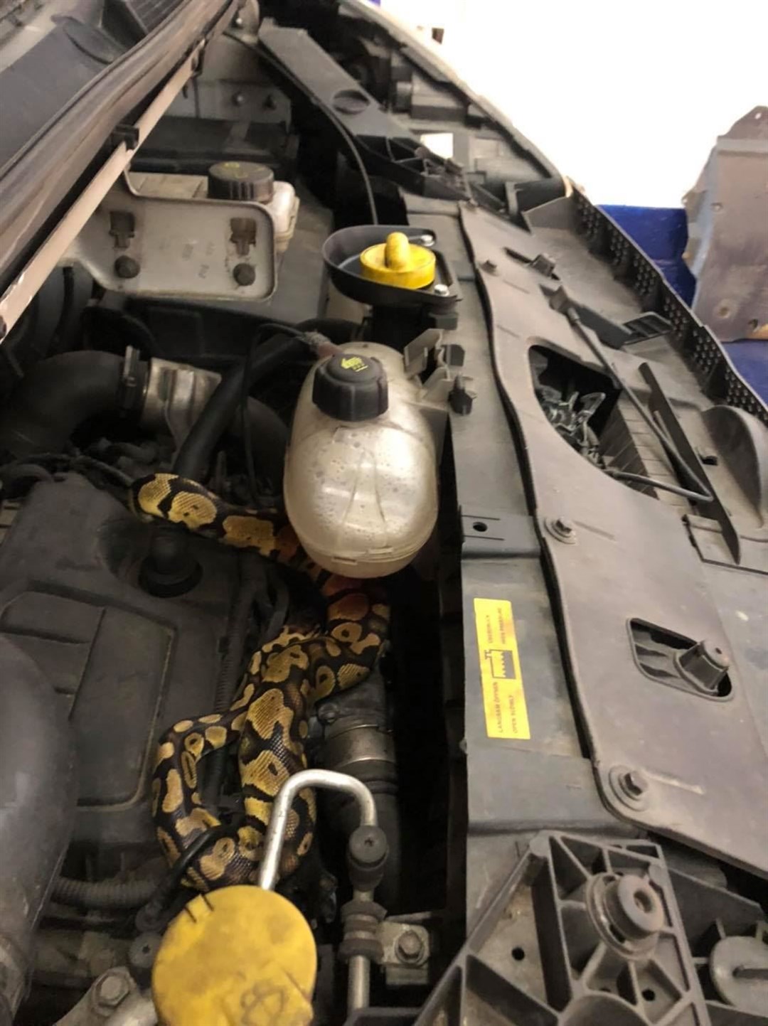 A mechanic found a python under a car bonnet during an MOT test in Wymondham, Norfolk (CSN Autos/PA)
