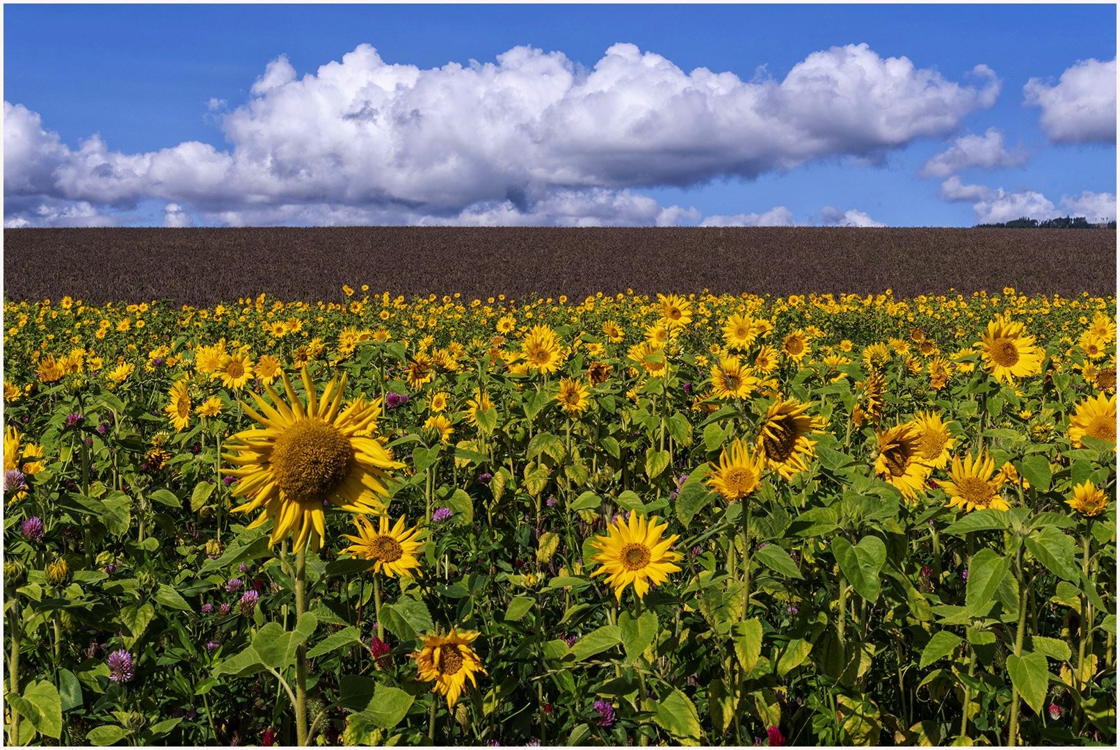A colourful field of sunflowers near Drummond Farm as seen by Linda Ross.