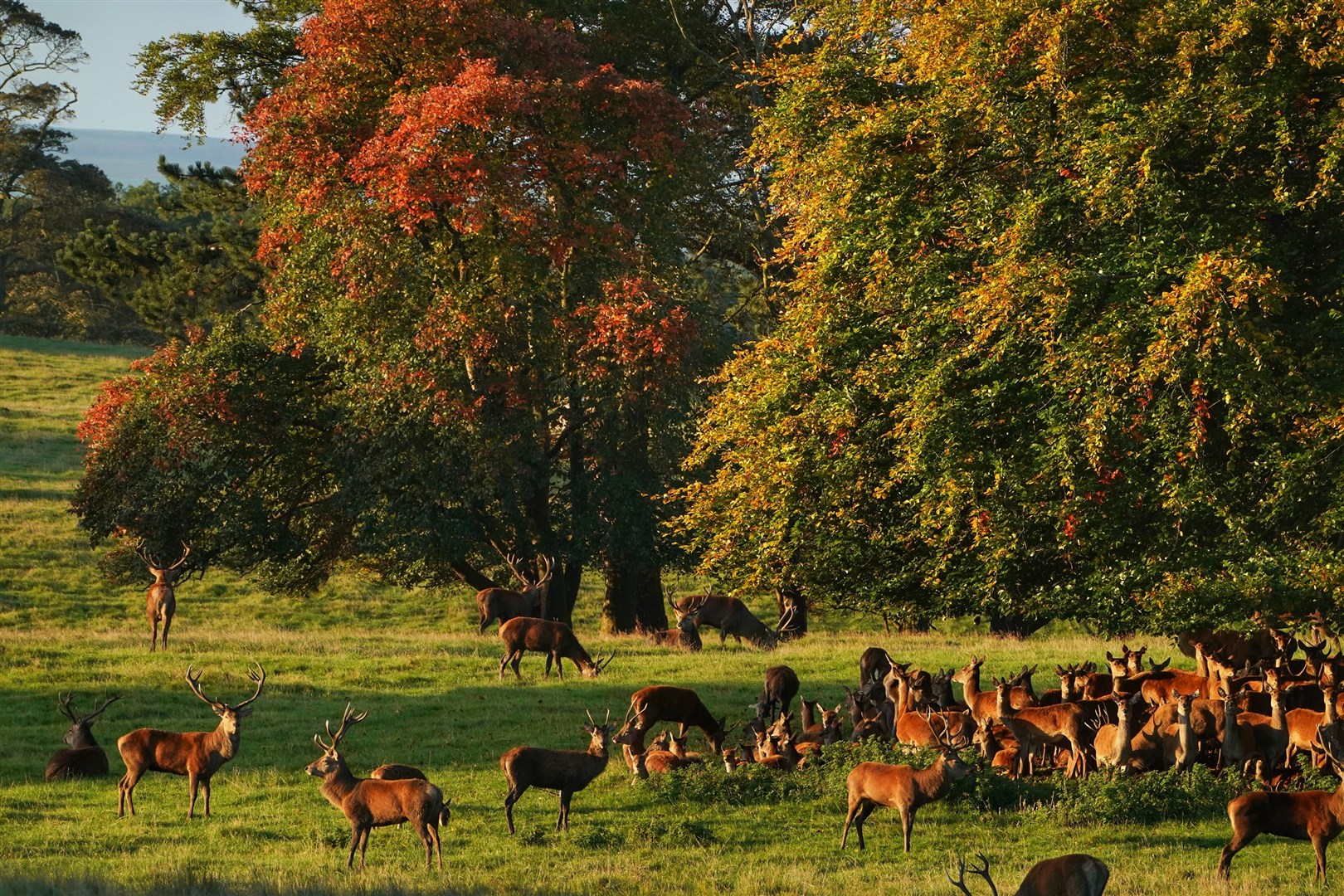 Deer at Raby Castle, a medieval castle near Staindrop in County Durham (Owen Humphreys/PA)
