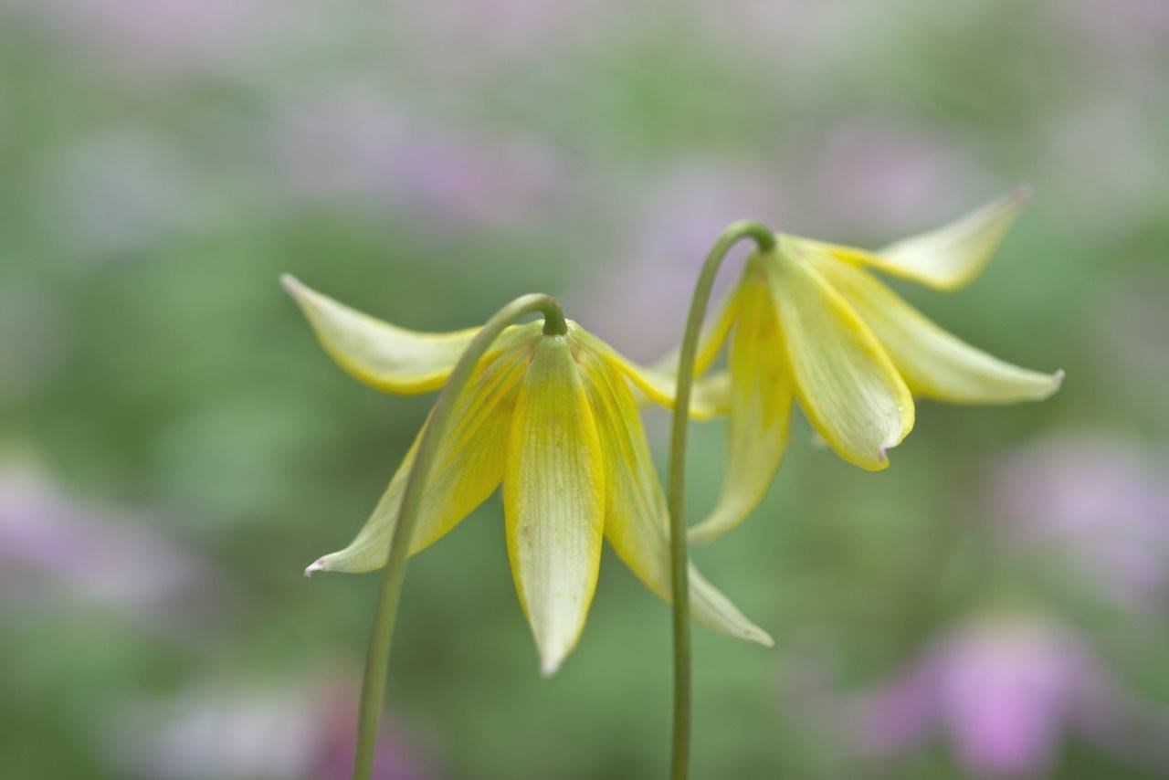 The National Trust for Scotland’s Inverewe Gardens in Wester Ross has launched its third annual Erythronium Festival, showcasing one of the UK’s most extraordinary collections of rare flowers.
