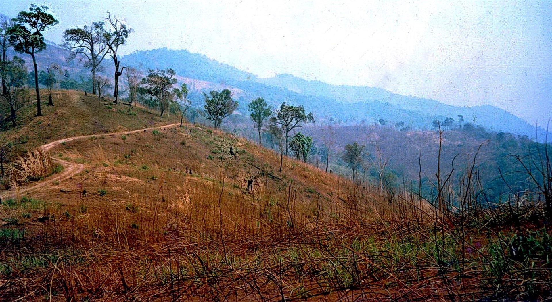 A forest area in Thailand before restoration (Stephen Elliott, Forest Restoration Research Unit, Chiang Mai University, Thailand/PA)