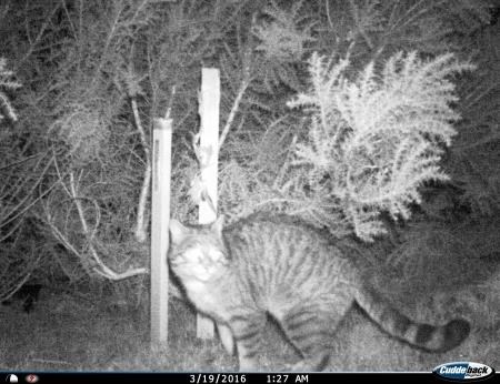 A wildcat captured on a trail camera near Strathpeffer last year and who has been named Bella.