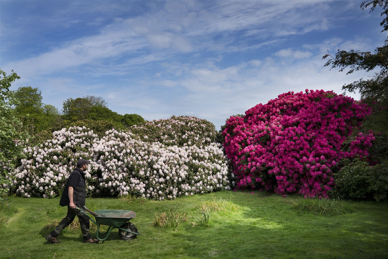 Although loved by gardeners, rhododendron is another invasive alien species in the UK (PA)
