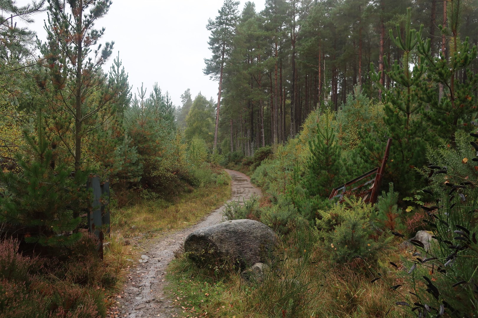 Forestry and Land Scotland is seeking to replant woodlands in Strathrusdale (stock image).