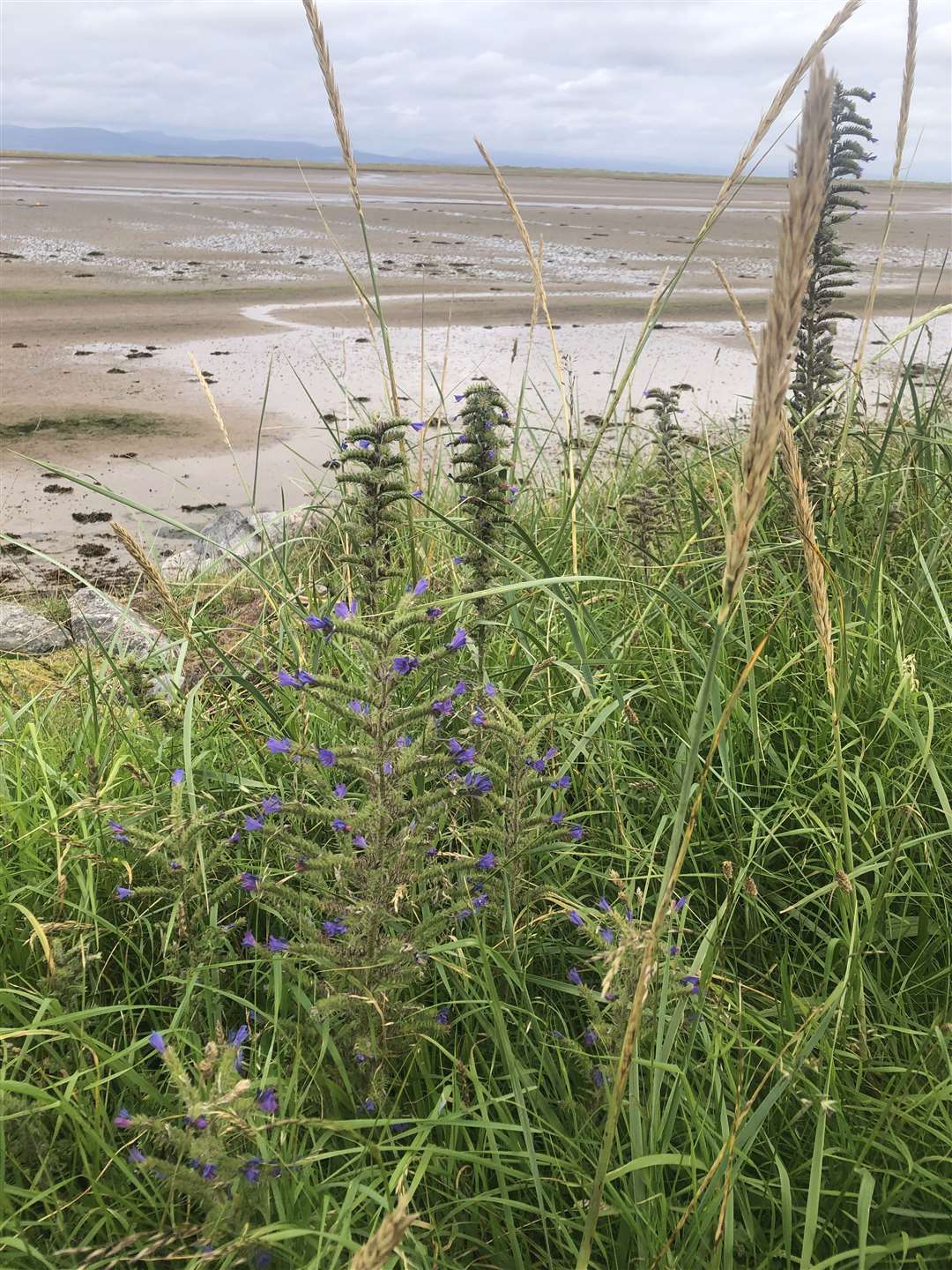 Echium Valgare and Inver Bay. Picture: Dingwall Field Club