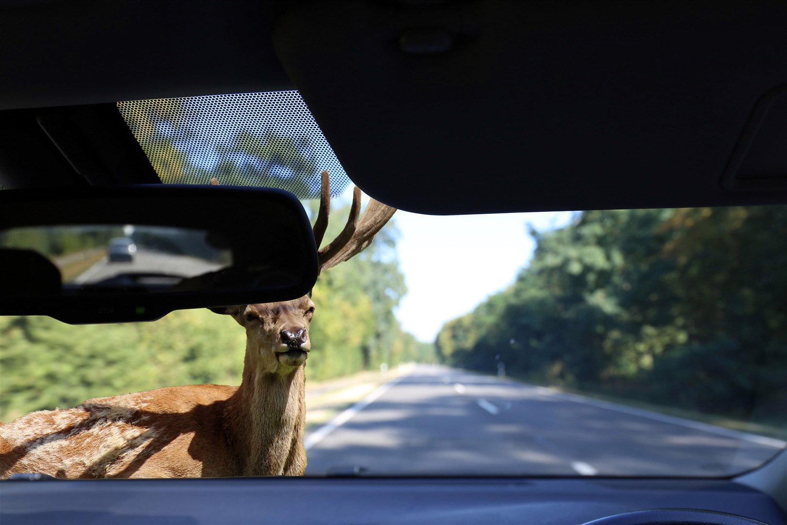 NatureScot has said that collisions between deer and vehicles could be as high as 9,000 a year in Scotland.