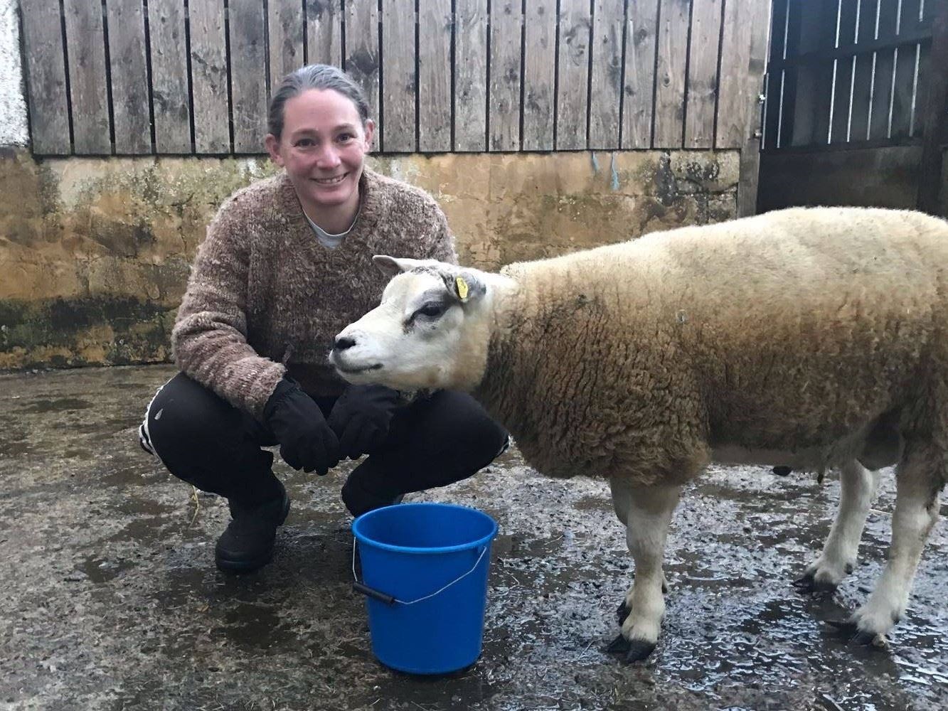 Award winner Helen O'Keefe has established a flock of nearly 100 Shetland sheep. A portion of the flock are crossed with a Beltex ram.