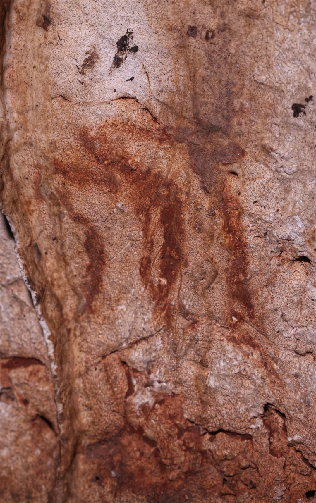 Two hinds painted in Cova Dones which were discovered by archaeologists (Aitor Ruiz-Redondo/Virginia Barciela/Ximo Martorell/PA)