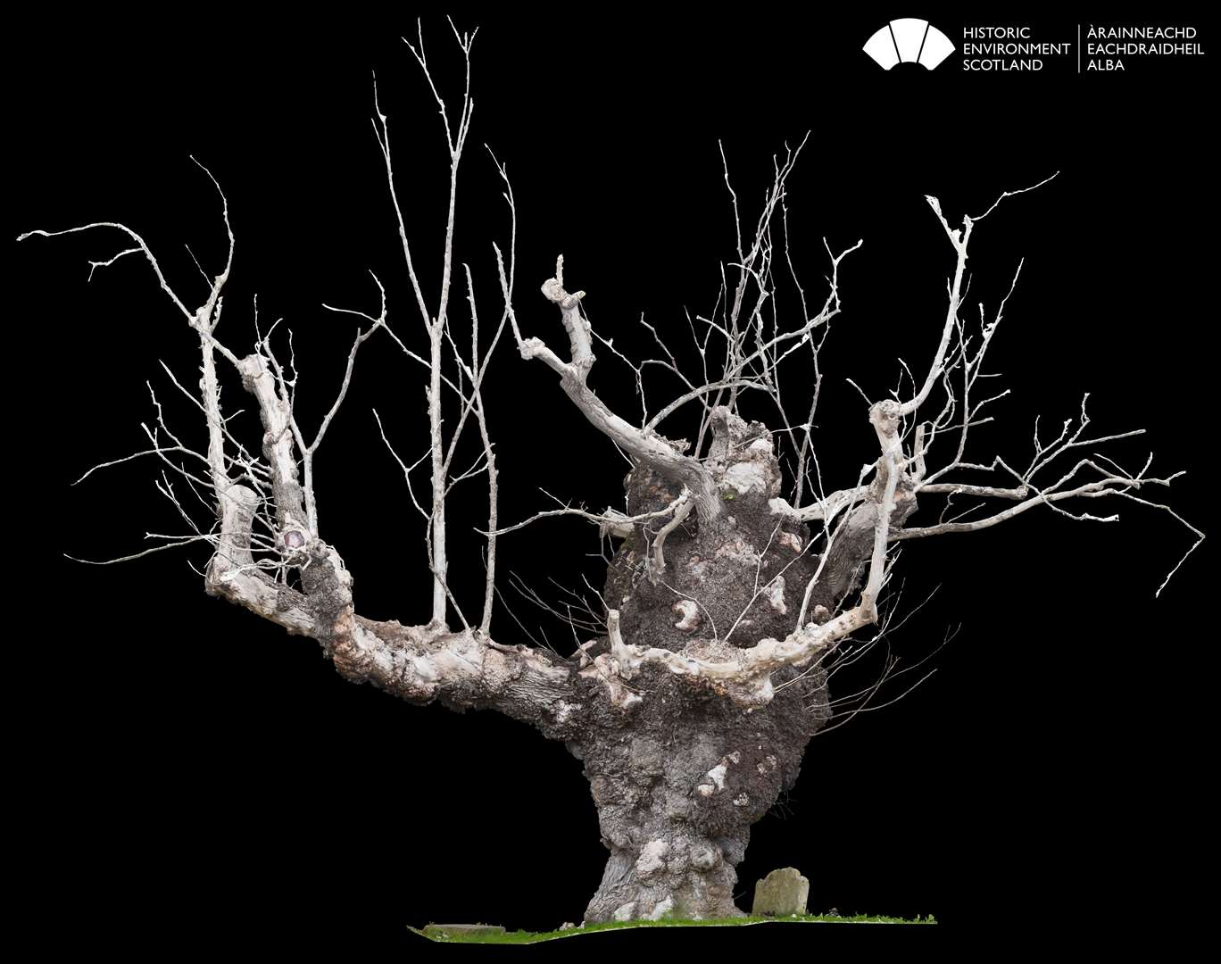 An image of the 3-D scan of the Beauly Elm.