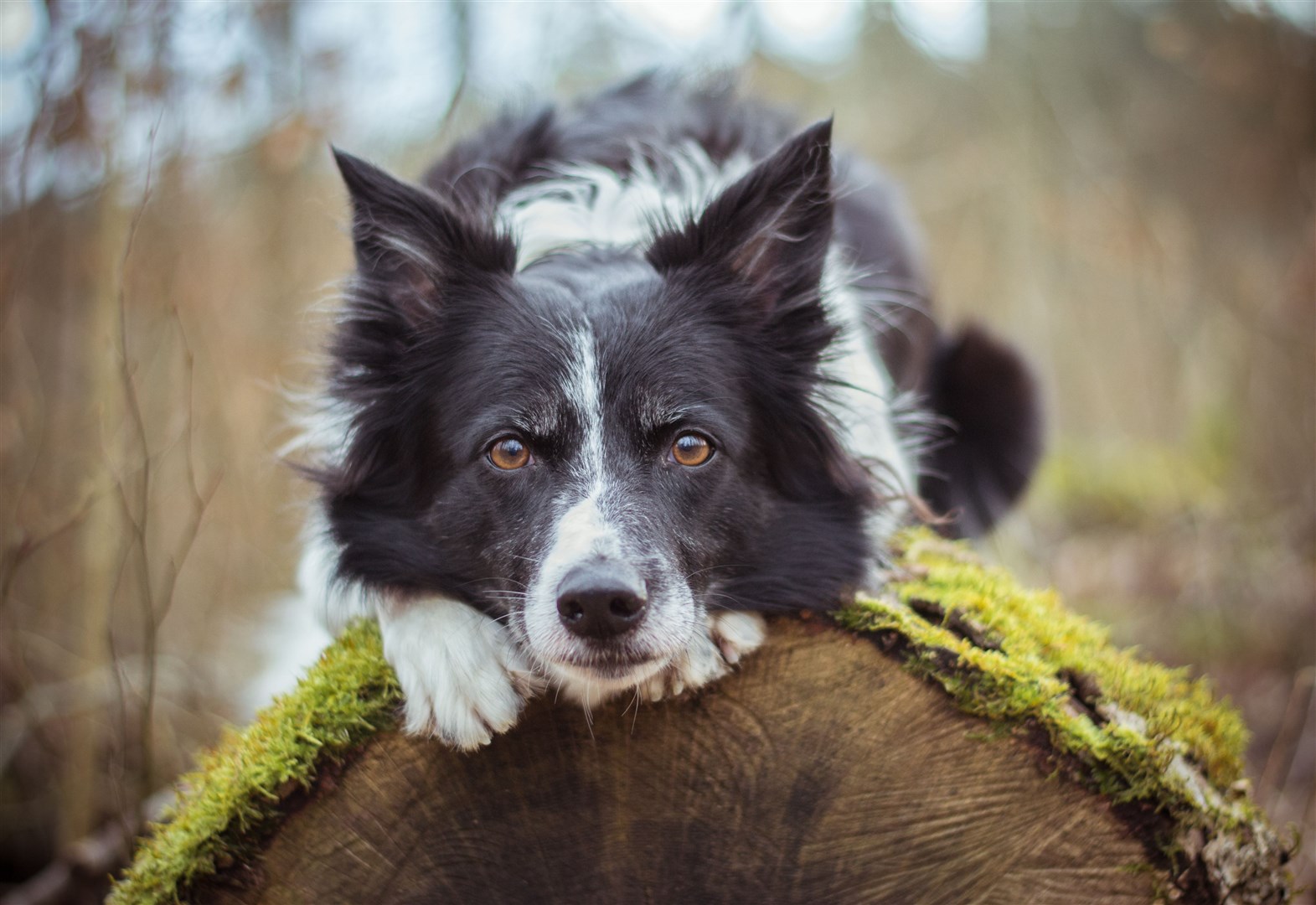 Faithful friends like this collie can boost health.