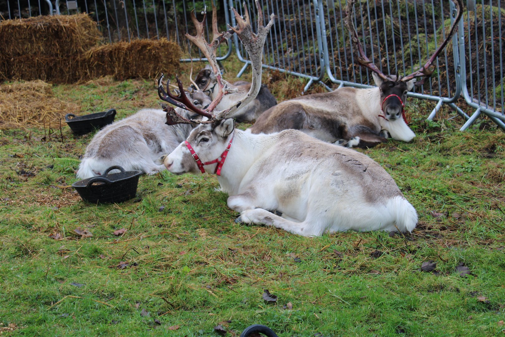 The reindeer are always a great attraction.