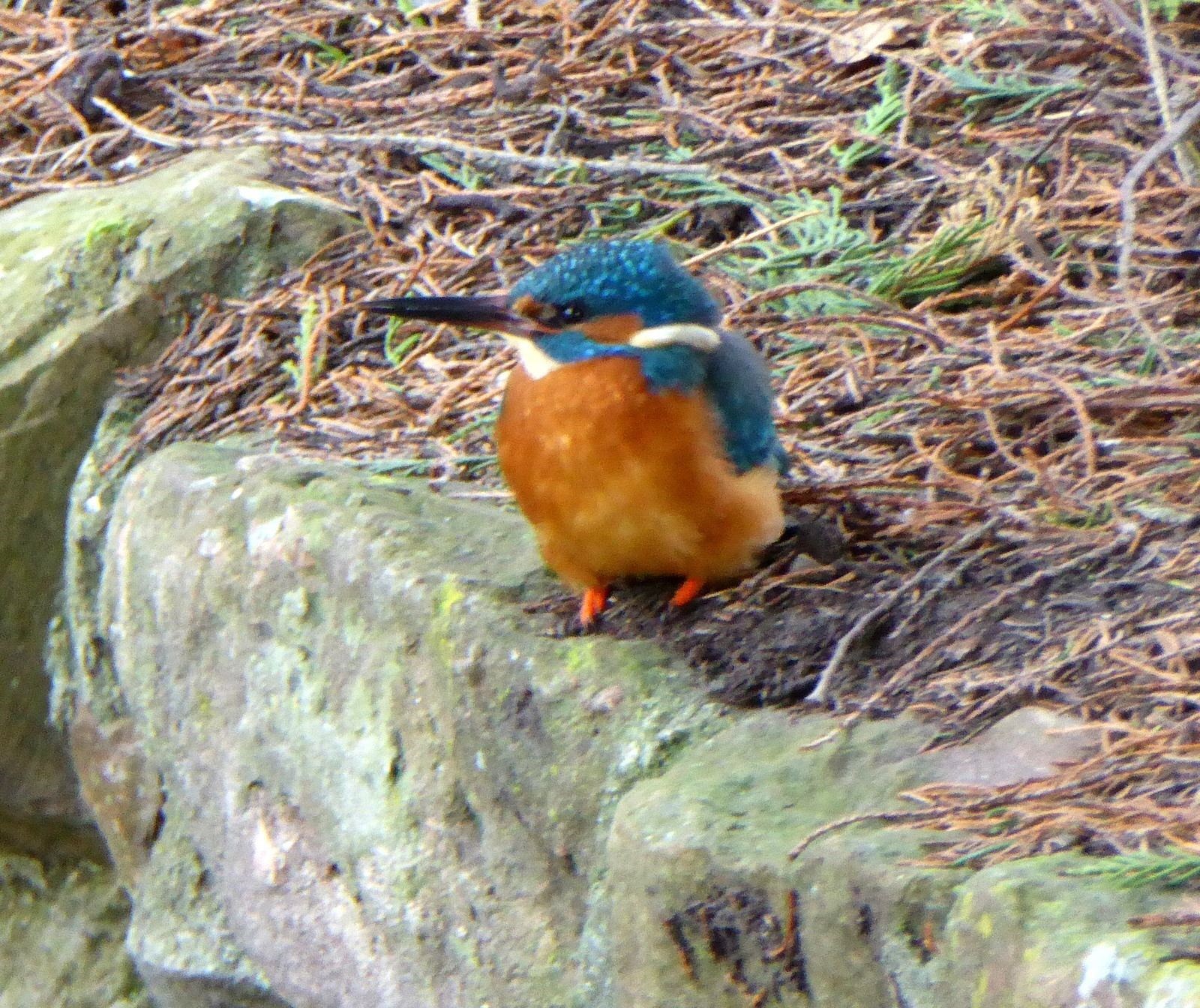 A Kingfisher in Whin Park.