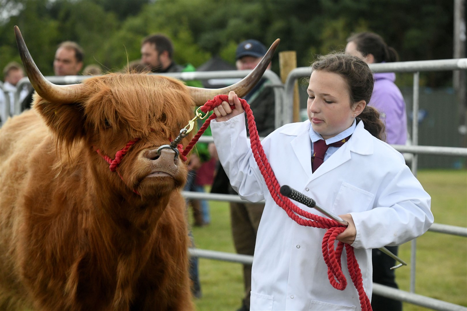 Highland Cow being judged. Picture: James Mackenzie.