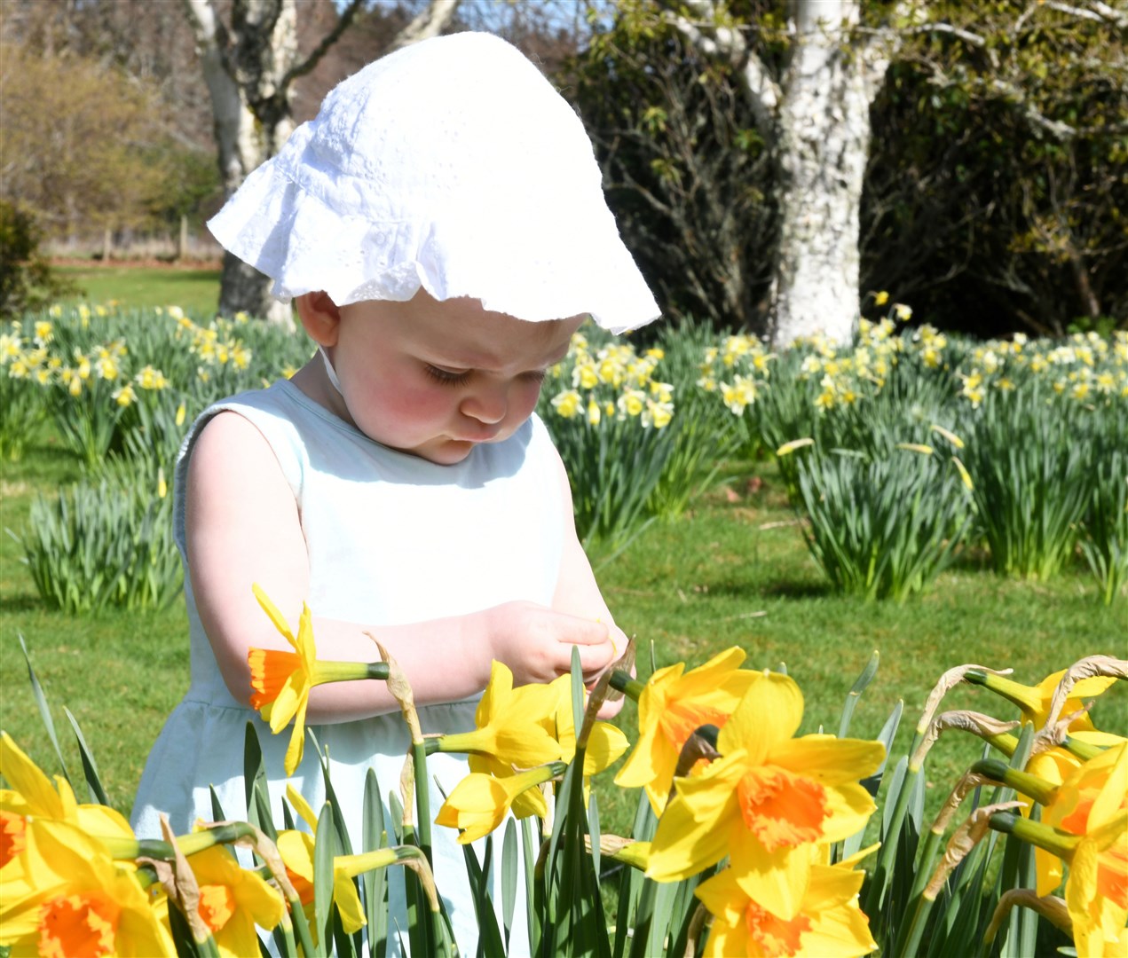 PICTURES: Fun in the sun as Foulis Castle daffodil tea day raises a ...