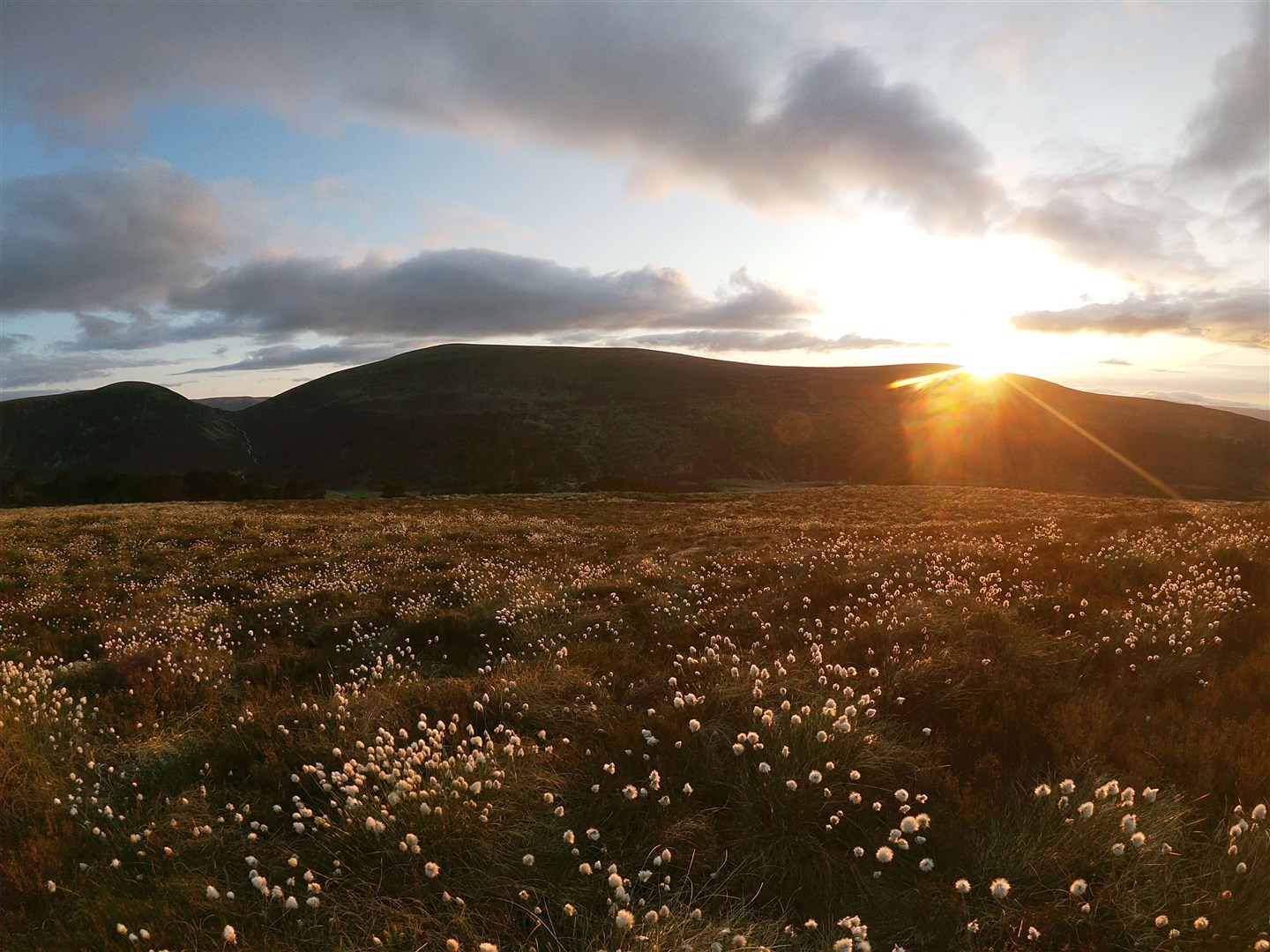 Sunset over the bog cotton on a late-night ascent of Mullach Clach a’Bhlair above Glen Feshie.