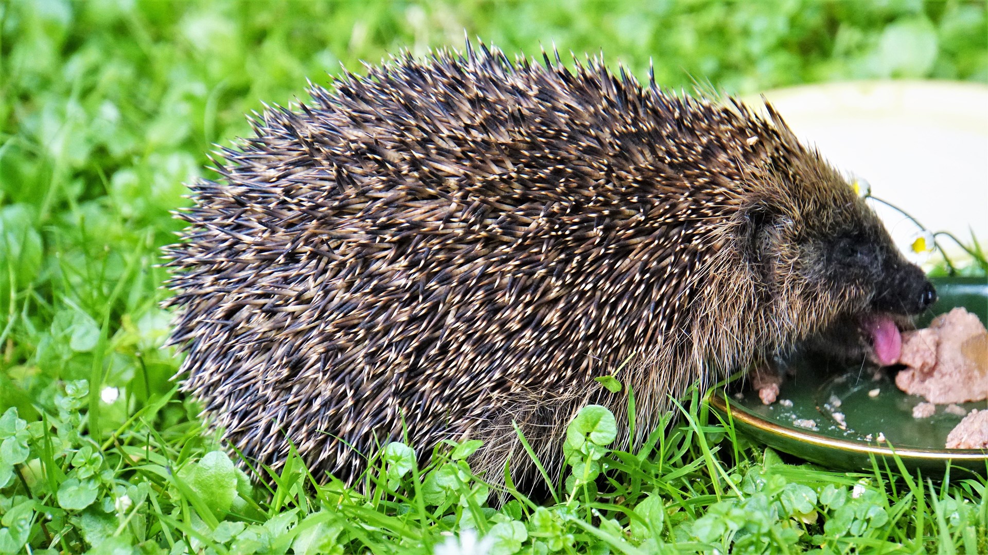 Hedgehog having a feed in a Wick garden. Picture: DGS