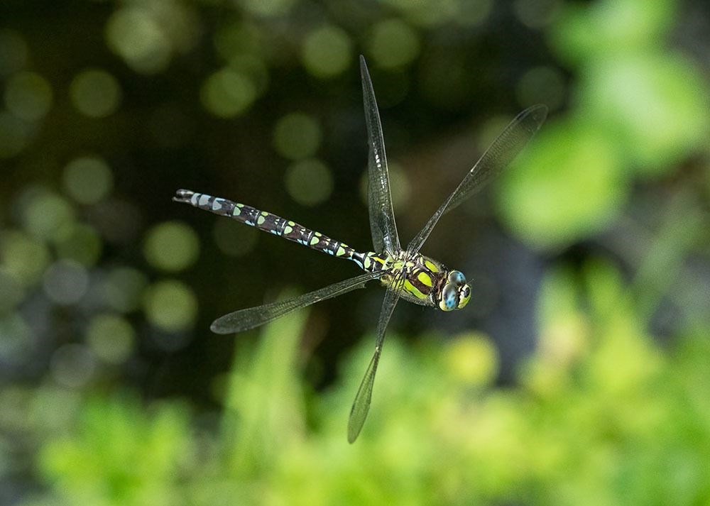 Dragonfly by Nick Sidle.