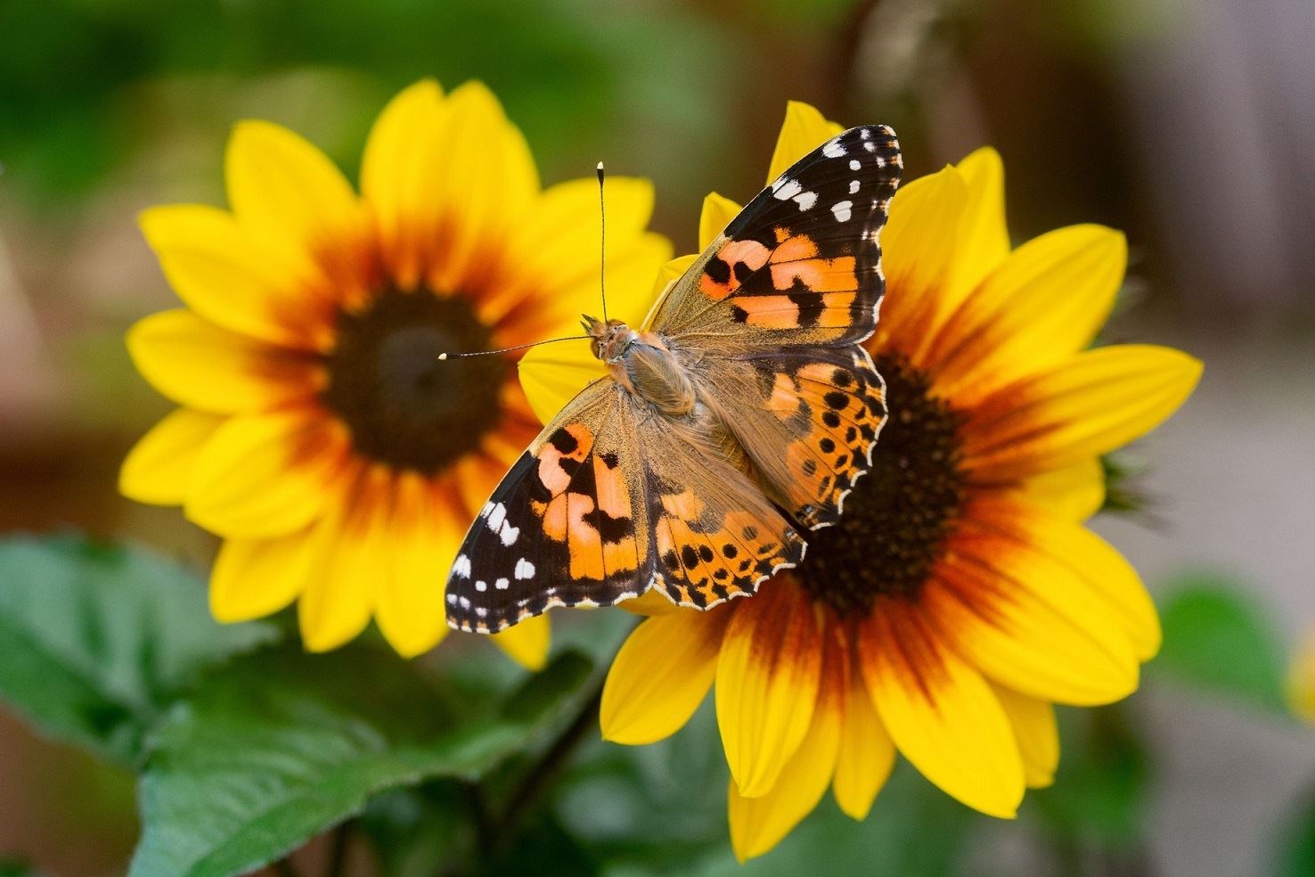 A Painted Lady butterly. Picture: Andrew Cooper, Butterfly Conservation.