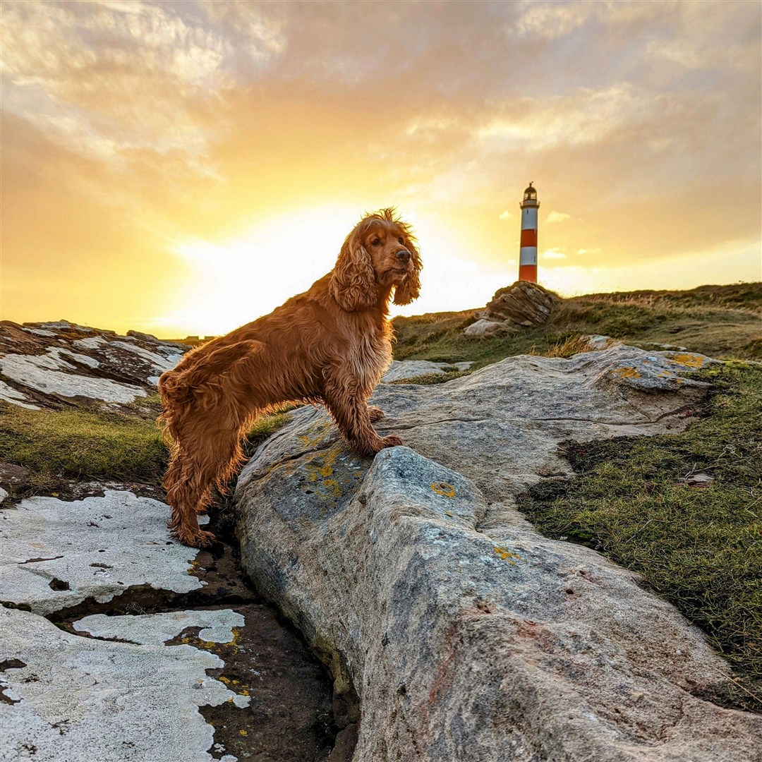 Honey at Tarbat Lighthouse. This was shared by Amy Buchanan.