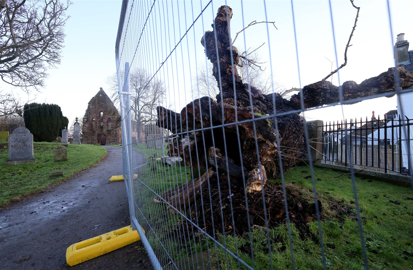 The fallen elm tree at Beauly Priory has been fenced off. Picture: James Mackenzie.