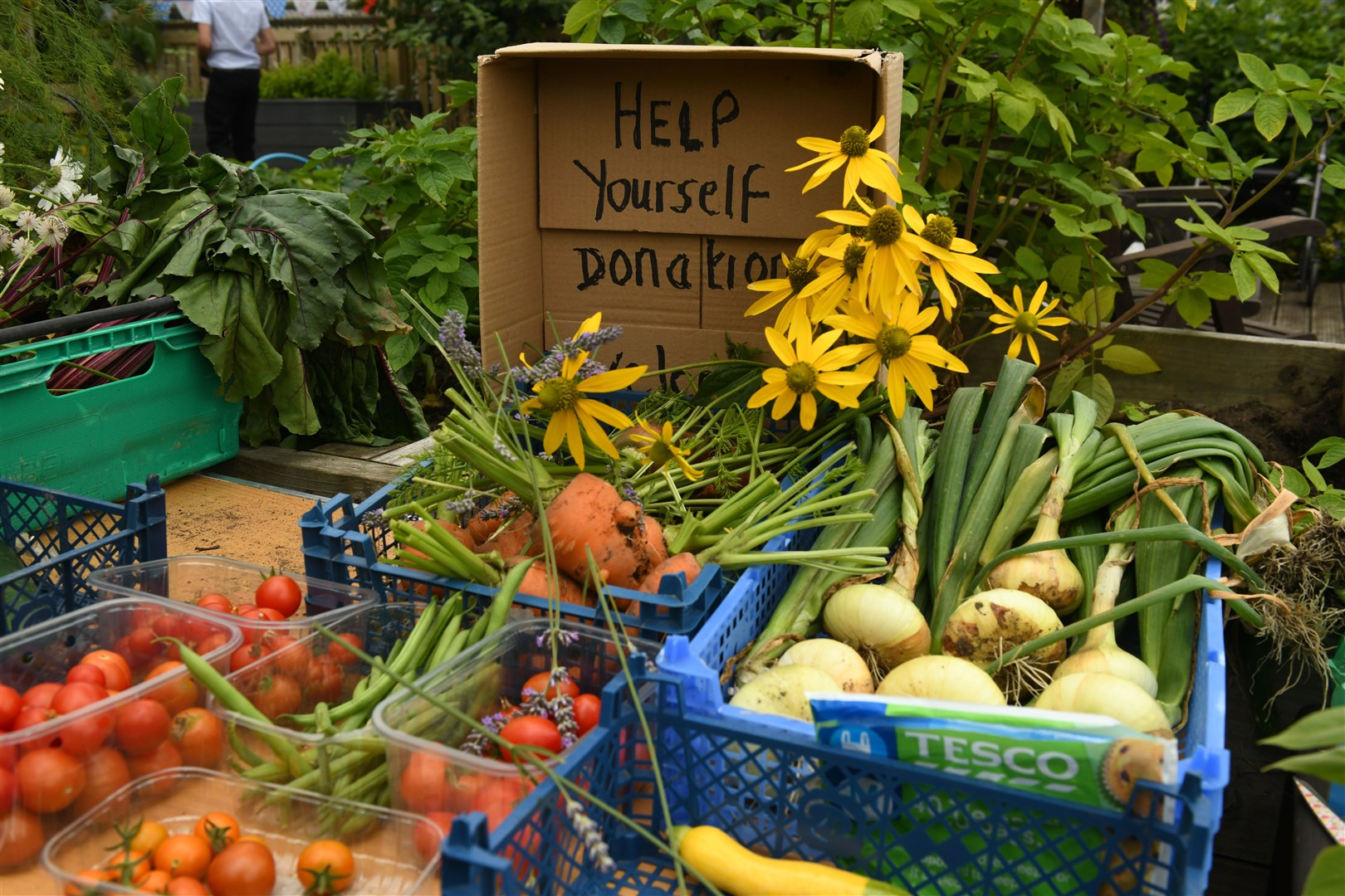 Produce grown in the Beauly Community Garden. Pictures: James Mackenzie.