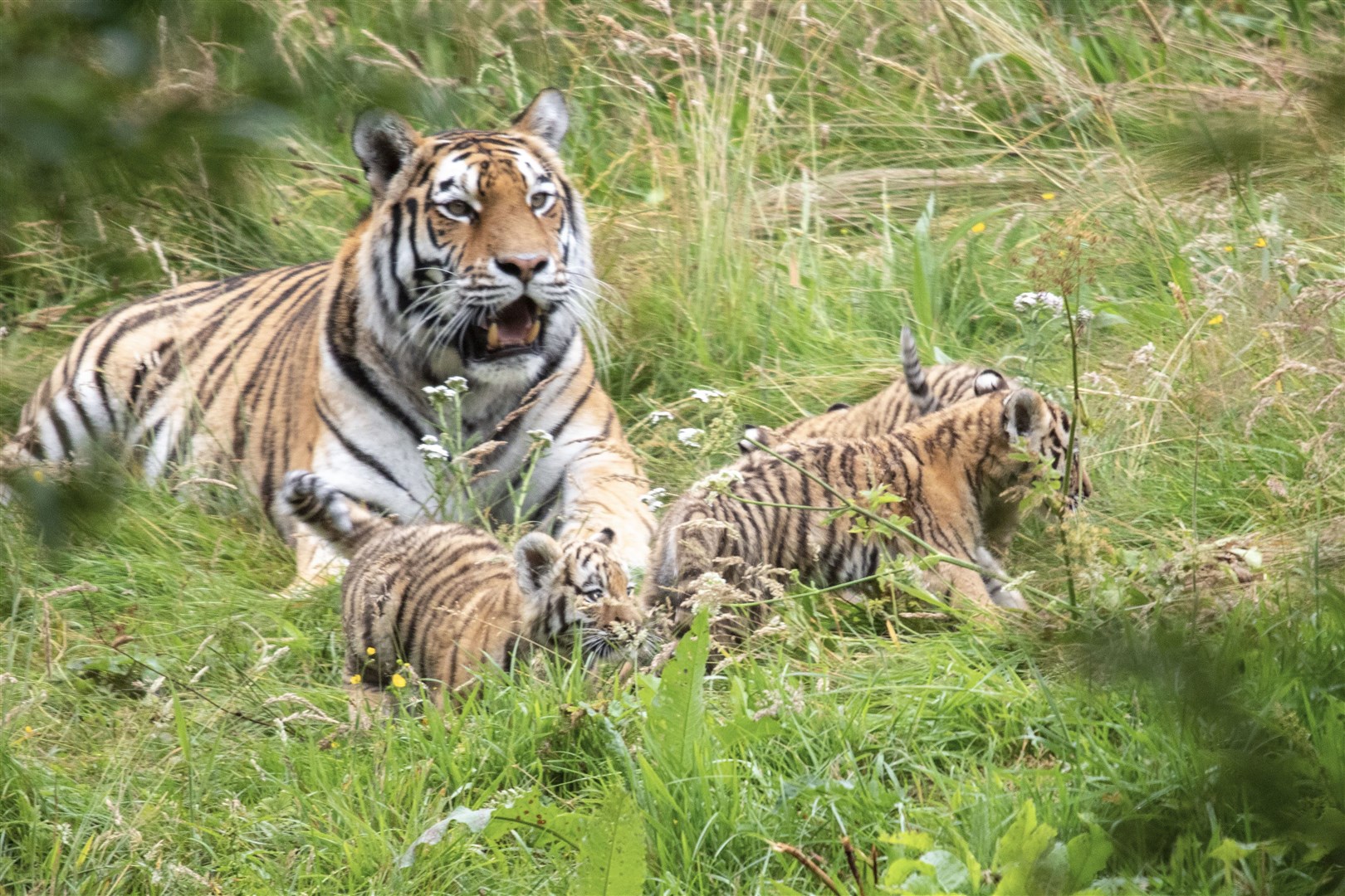 The tiger cubs with mum earlier today at the Highland Wildlife Park. Photo: Aidan Woods