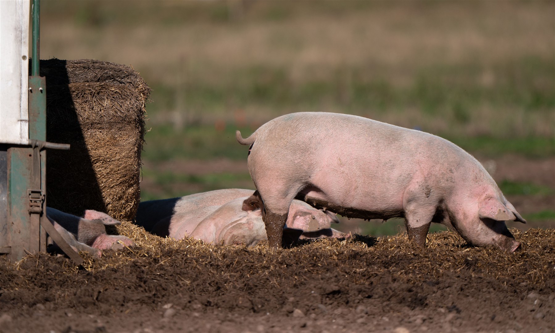 Pigs on a farm (Joe Giddens/PA)