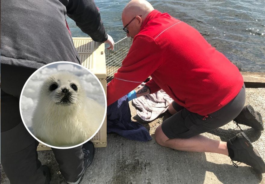 A seal pup was at the centre of a rescue on the shores of the Beauly Firth.