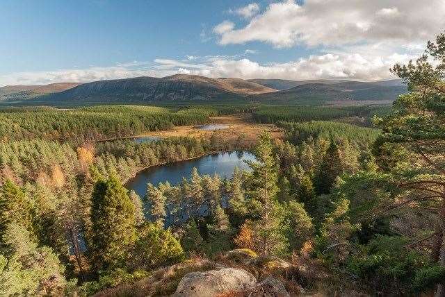 Scottish woodland landscape