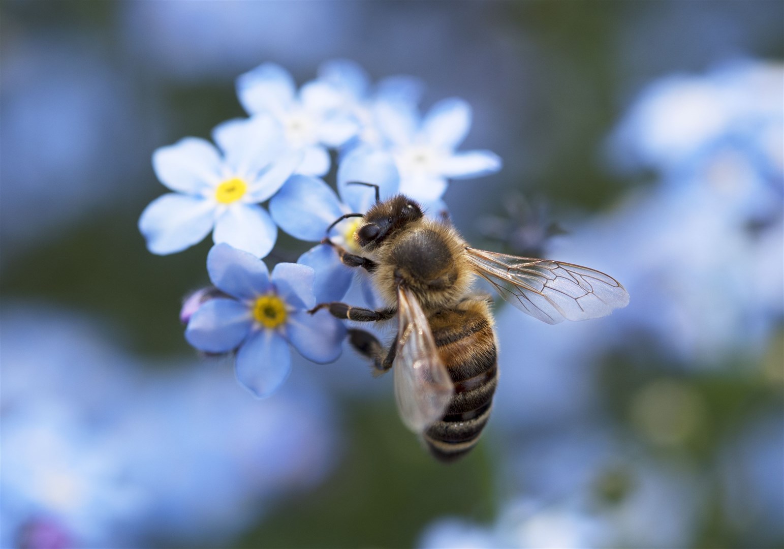 Biene bee Vergissmeinnicht forget-me-nots wildbiene wild bee blue yellow blau gelb garten