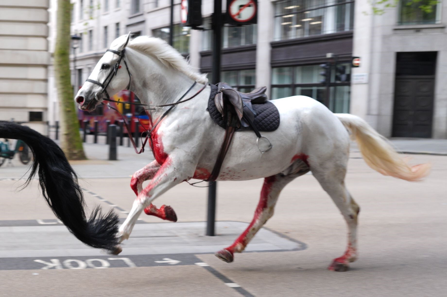 Two of the animals, a black horse and a grey drenched in blood, were seen galloping through central London(Jordan Pettitt/PA)