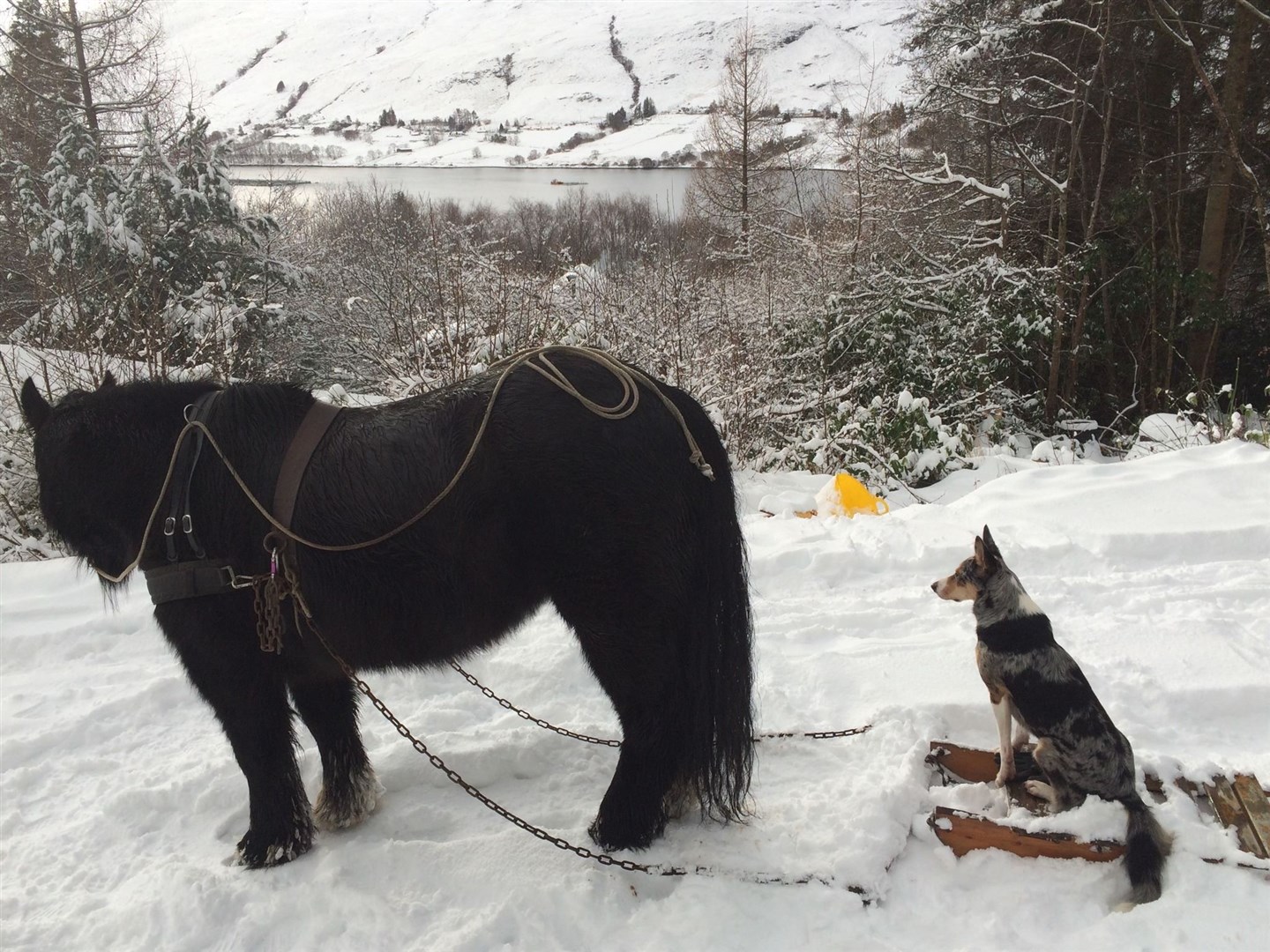 Cali takes a sleigh ride from Timber in Leckmelm Forest, Wester Ross. Picture: Emma Planterose Magenta.