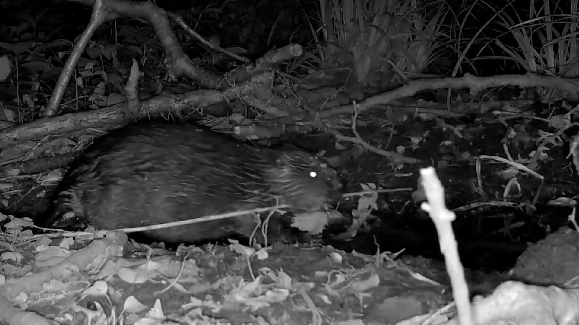 One of the beaver kits dragging a stick (National Trust/PA)