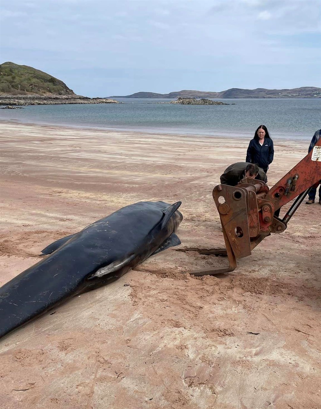 The long finned pilot whale deceased on the shores of Firemore Beach, a 12 mile drive north of Gairloch. Picture: Donna Suzanne Hopton.