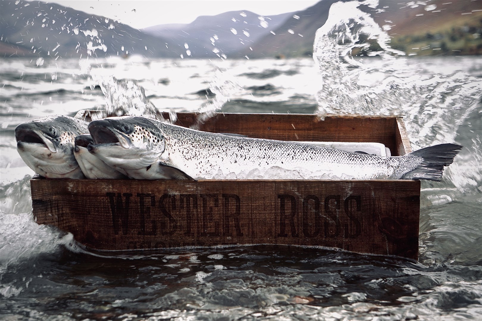 Wester Ross Fisheries.