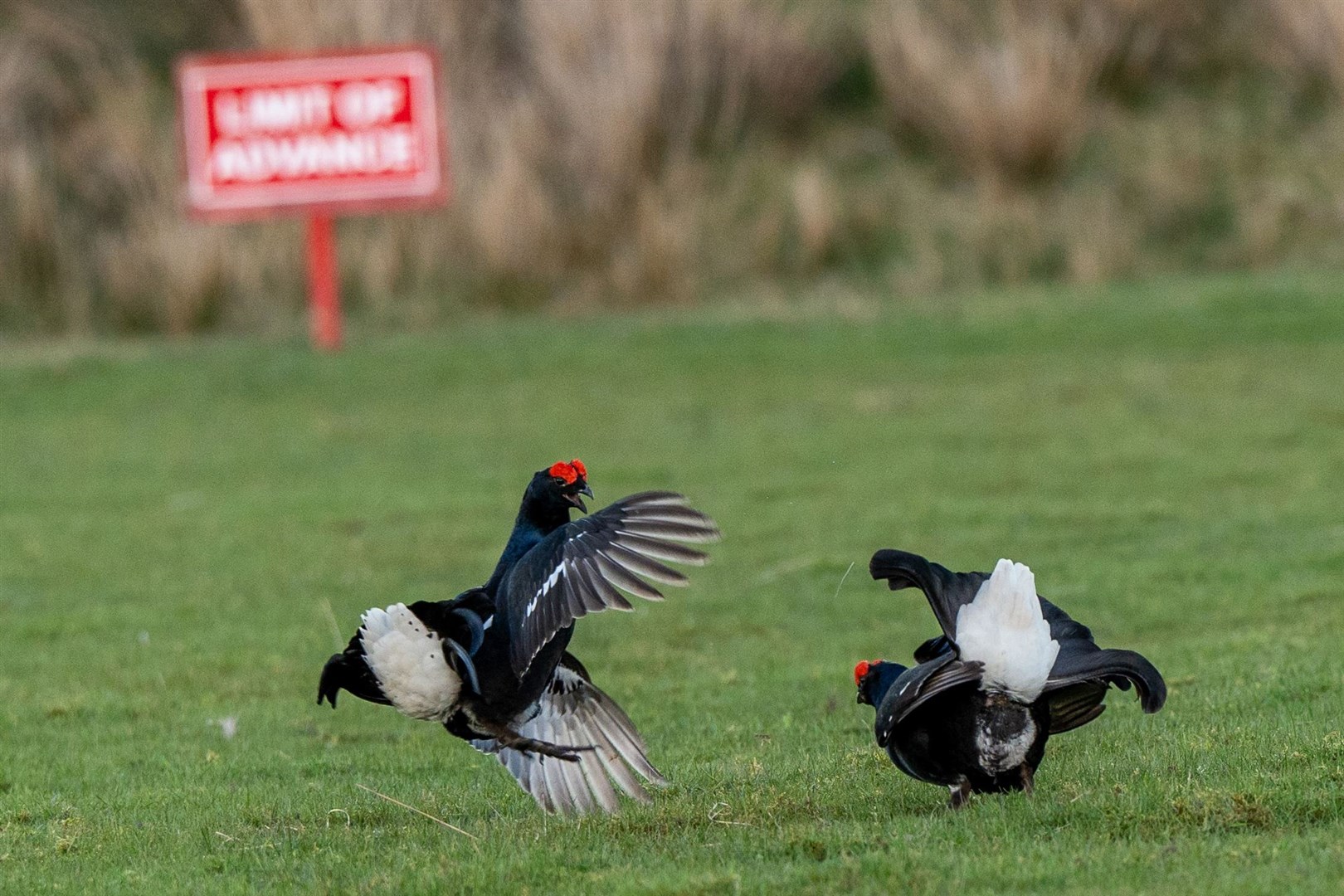 Black grouse mating ritual in Argyll and Bute (DIO/PA)