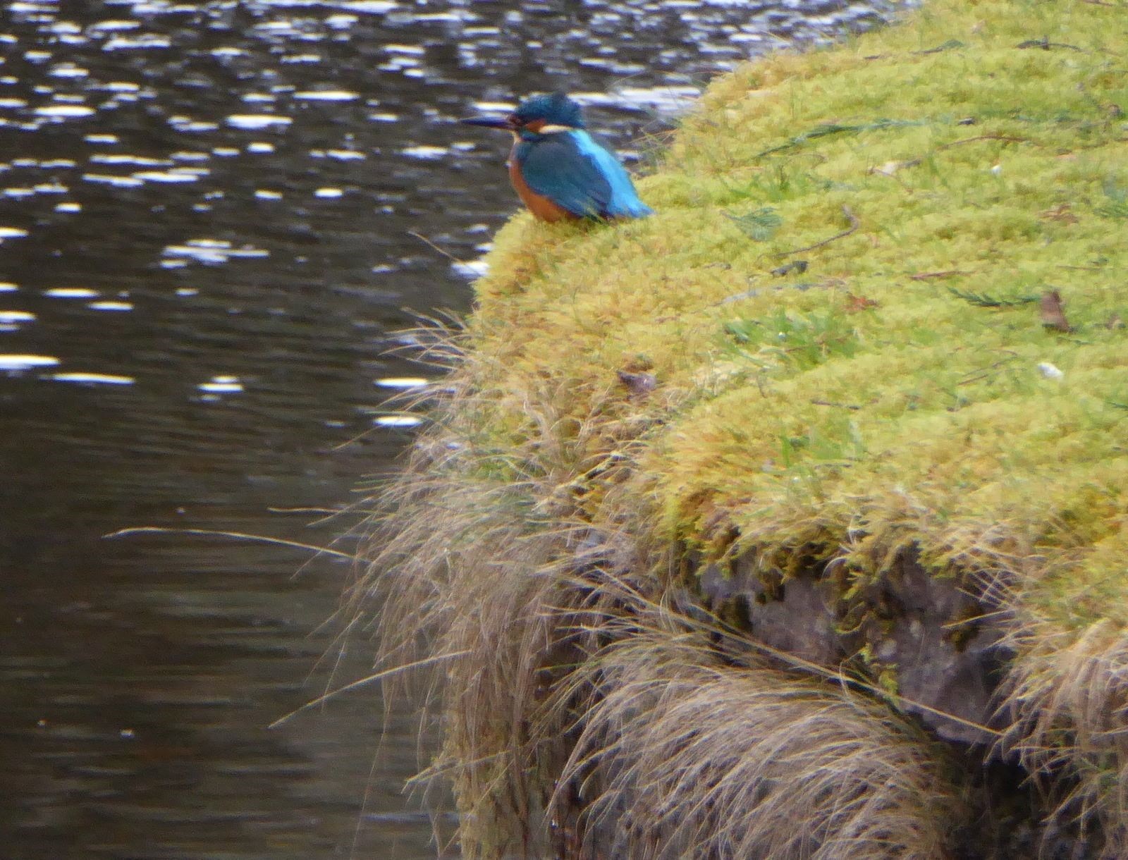 A Kingfisher that can often be seen in the same place in Whin Park