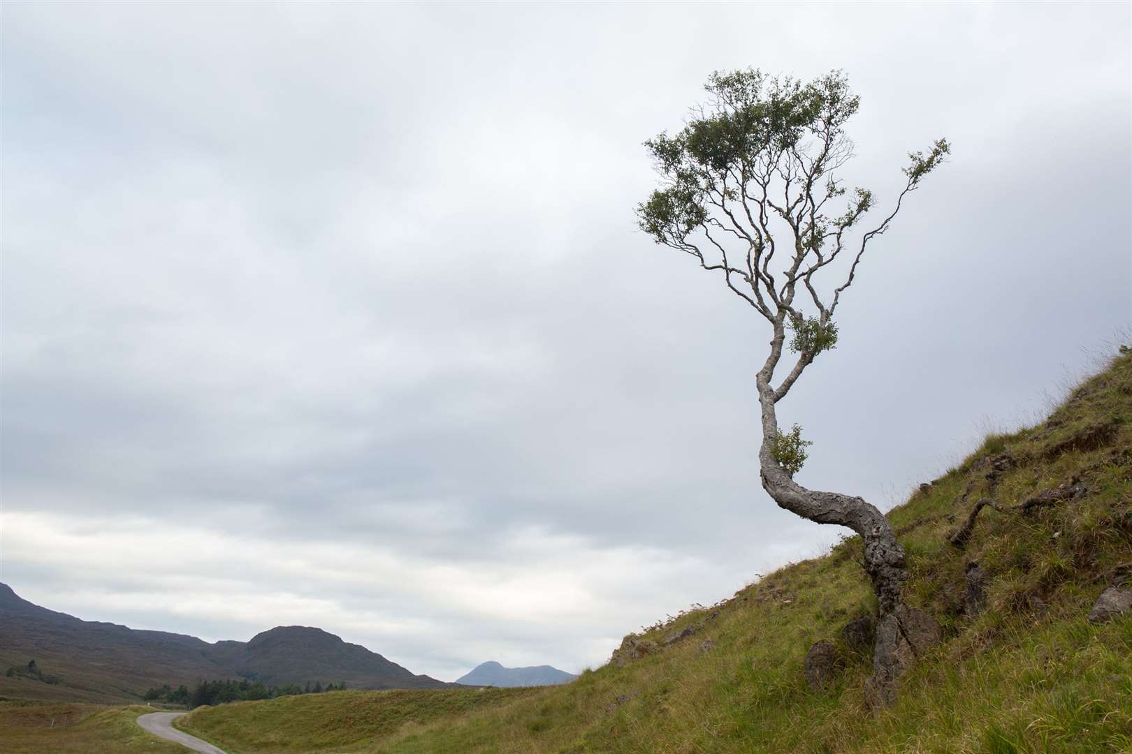 Couldoran Estate in Wester Ross has now been purchased by the Woodland Trust.