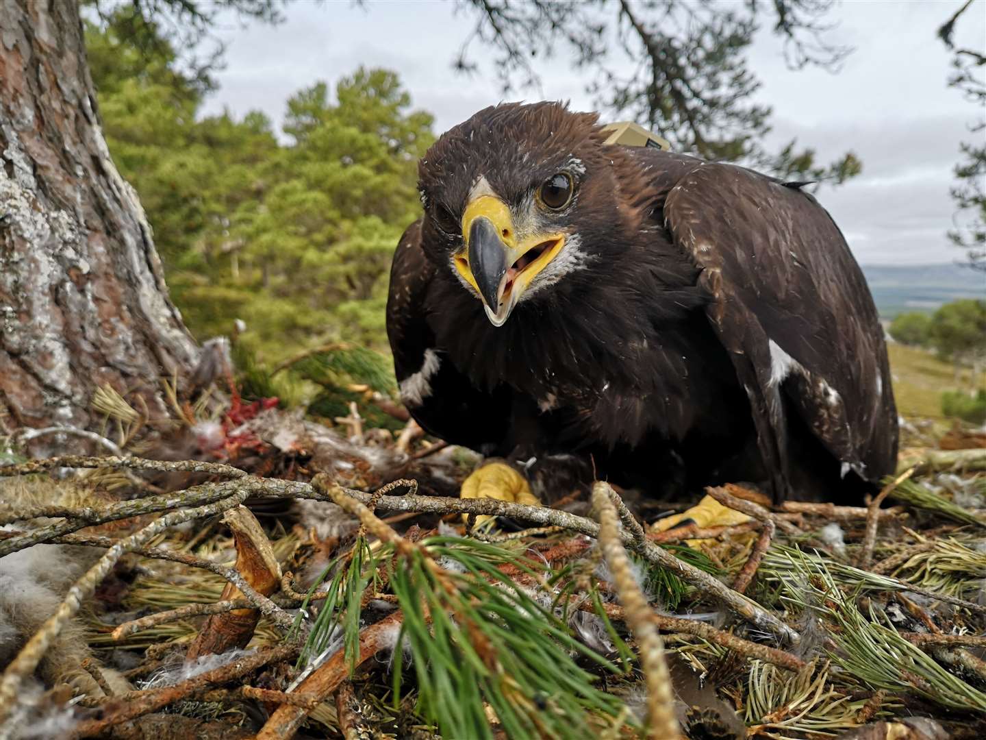One of the golden eagle chicks that has been tagged as part of the project. Photo: Dr Ewan Weston.
