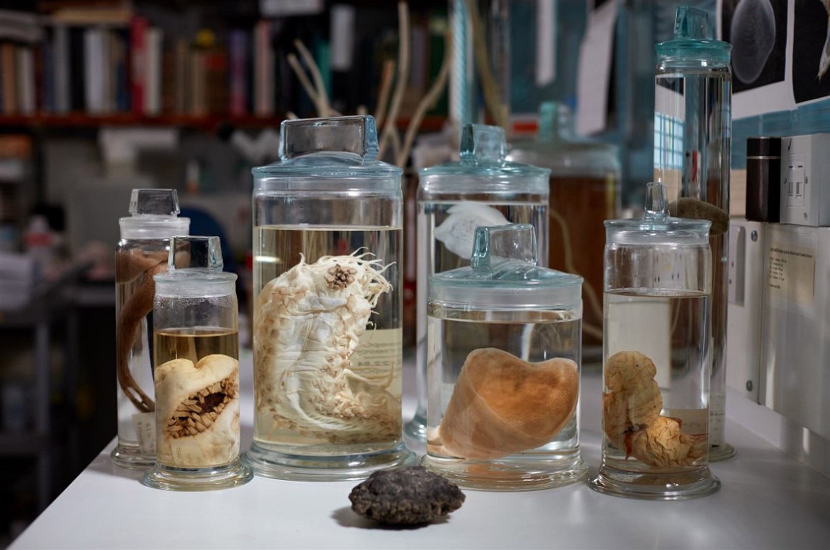 Some of the 200 unique specimens found in the Clarion-Clipperton Zone by Natural History Museum researchers (Natural History Museum/PA)
