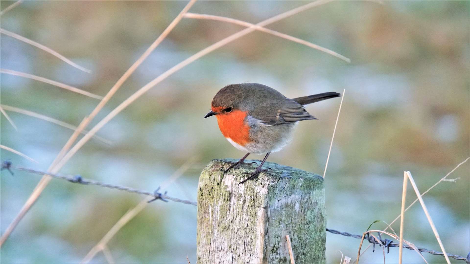 This friendly little robin was seen along Wick riverside. Picture: DGS