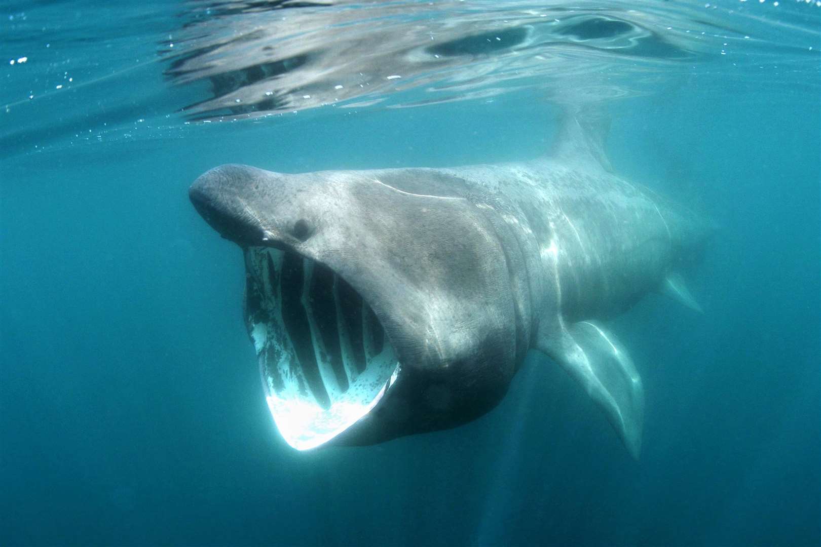Basking sharks feed off plankton and many are seen off the west coast of Scotland each year. Picture: Simon Burt/westcountryphotographers.com/Adobe Stock