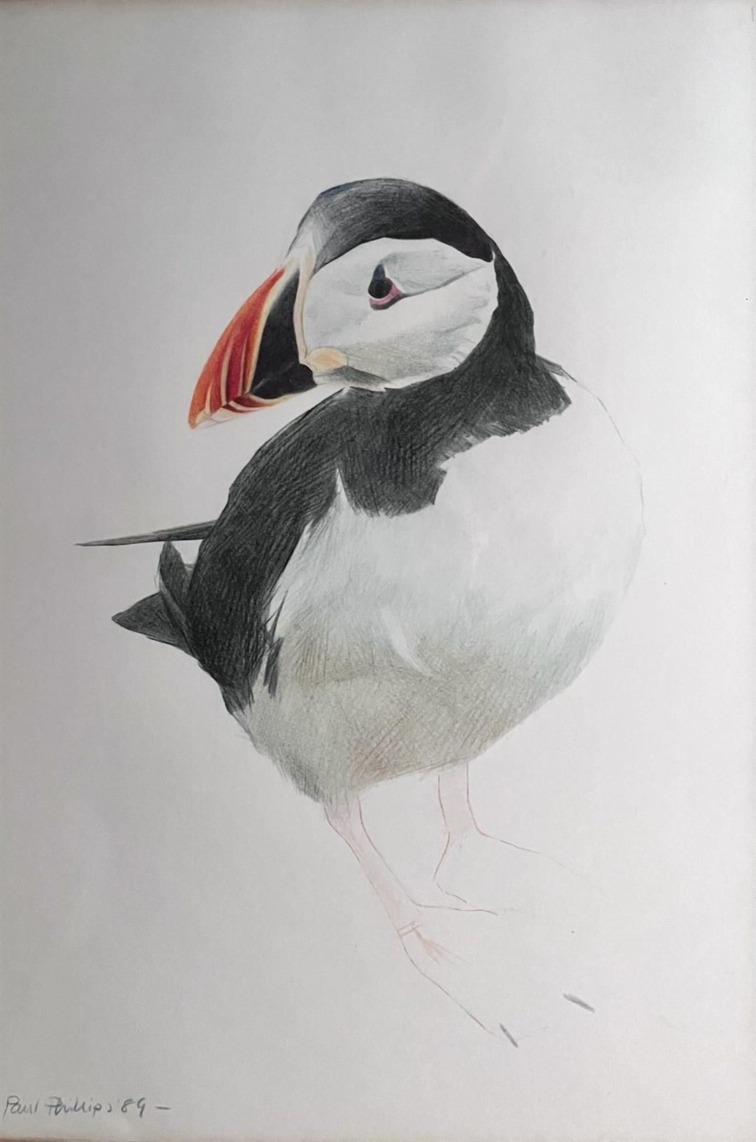 Puffin by Paul Phillips, age 89.