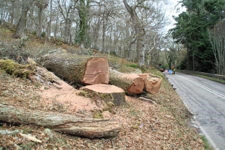 The oak tree was in the trust's Ledmore and Migdale Woods, between Spinningdale and Bonar Bridge.