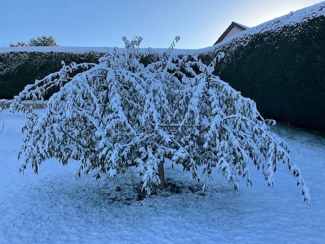 A snowy tree on the Black Isle during last month's cold weather. Picture by Janice Ross