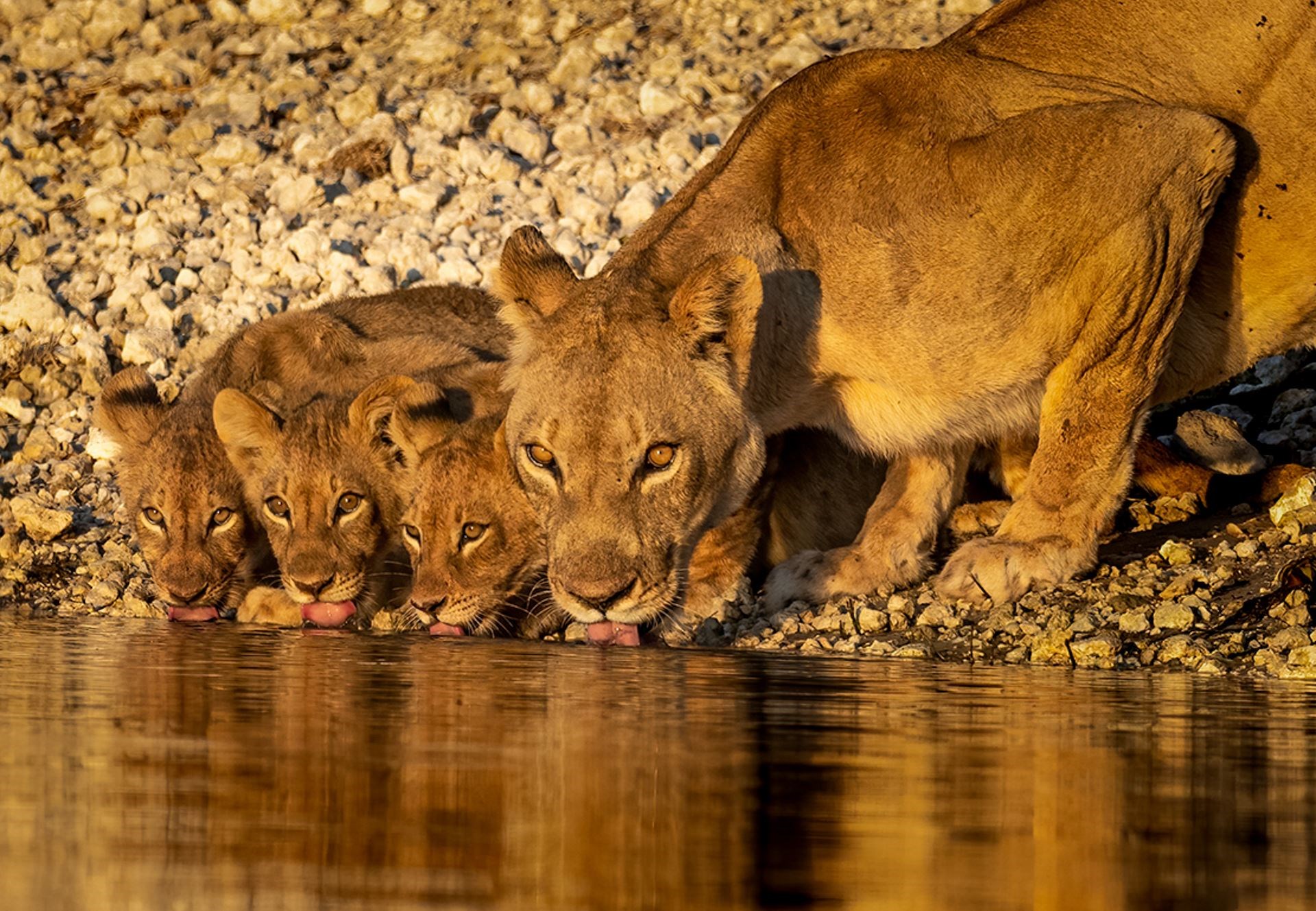 Family drinks? Lioness with cubs by Owen Cochrane, as shown to the camera club.