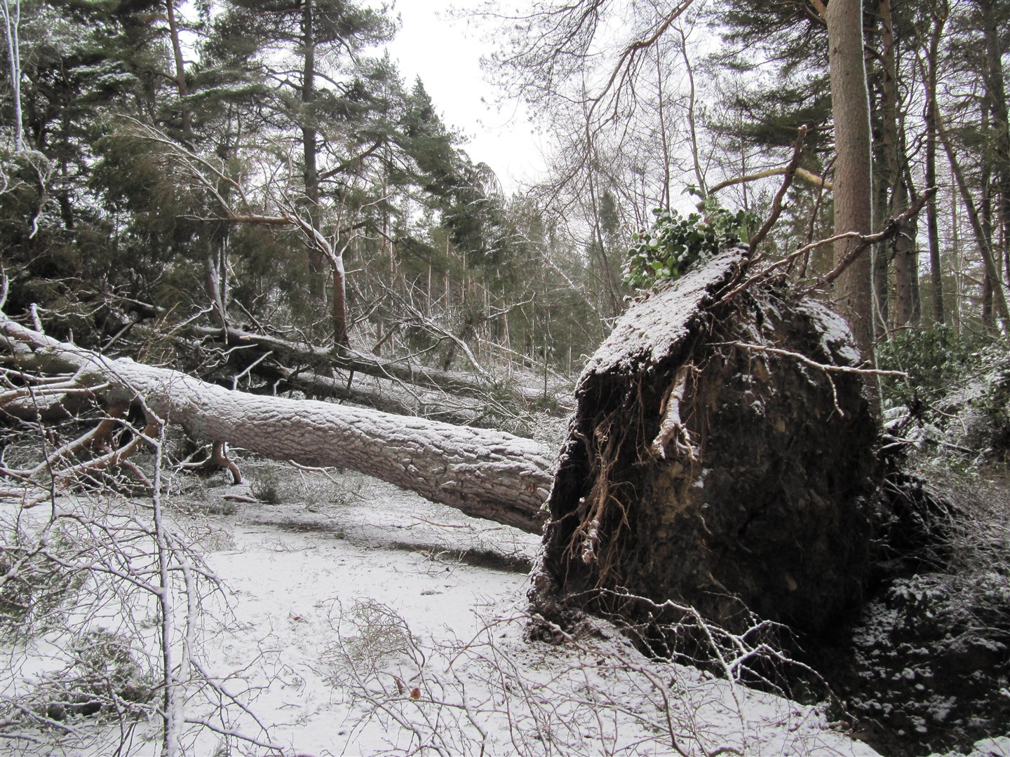 A fallen tree at Cragside in Northumberland following Storm Arwen (National Trust/PA)