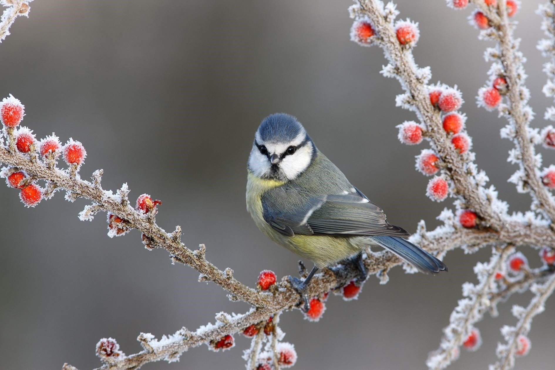 A blue tit amid frosty scenes. Stock image.