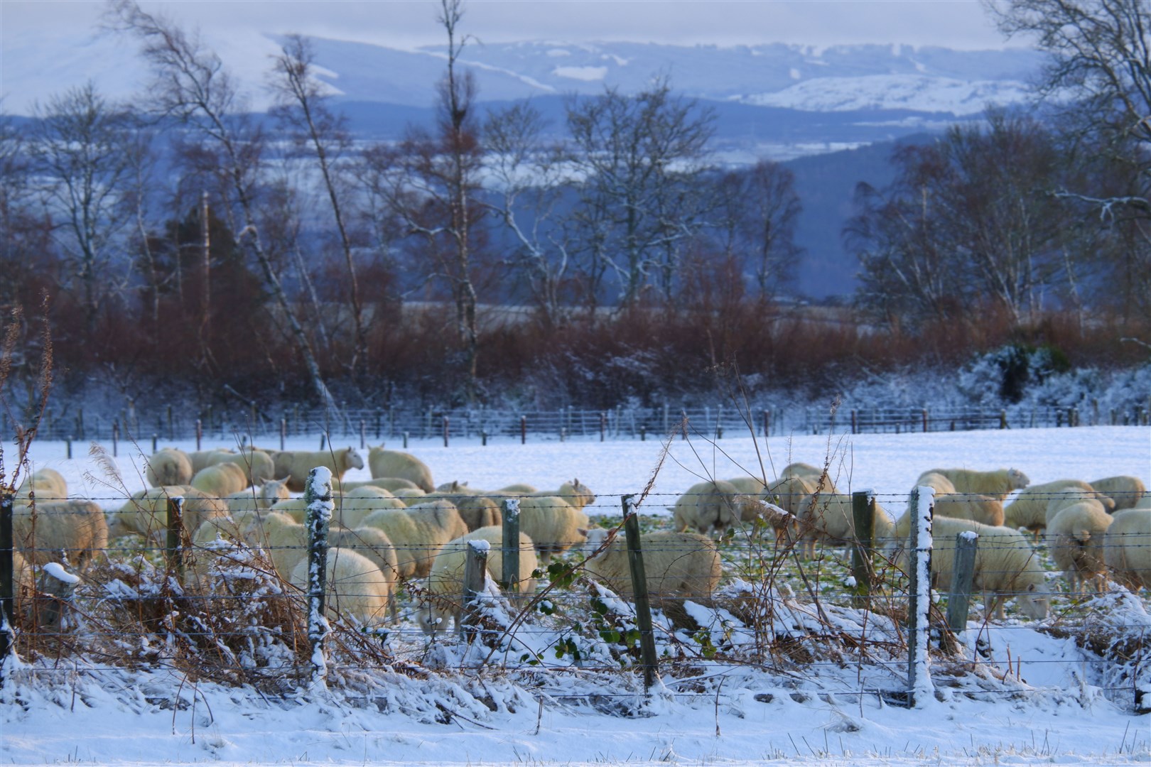 Sheep on the Black Isle in the snow as the sun was starting to set. Picture: Hilary de Vries